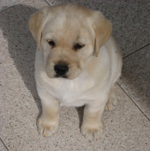Me (Roger) at 6 weeks of age.